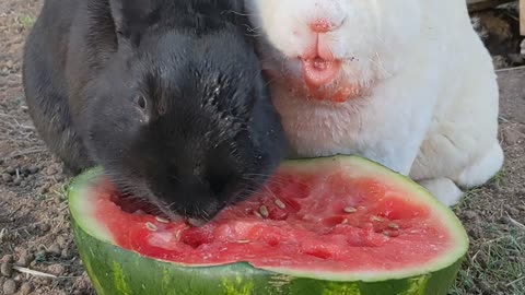 Adorable Bunnies Eat Watermelon Together