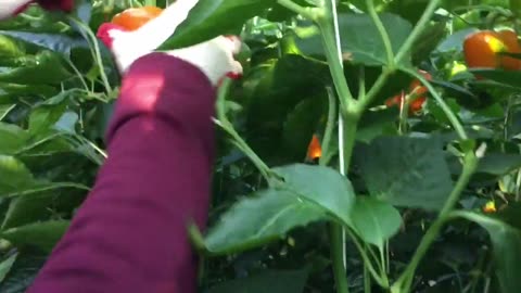 Farming Hawaiian Peppers in a Greenhouse in Korea Modern Agricultural Technologies