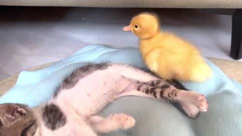 Sleep with the kitten and the duckling.Very cute