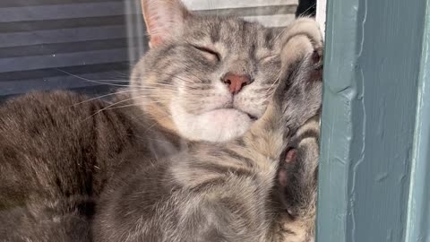 Clementine the Cat Takes Awkward Window Nap