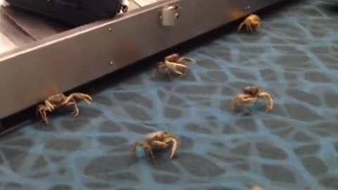 Box of Crabs At The Airport