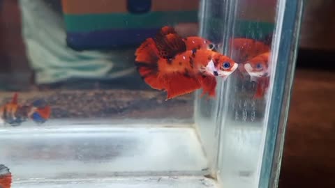 Nemo candy betta