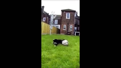 Funny animal videos 2023 🤣 - Funny cats_dogs - 😂 Funny animals - Part-2