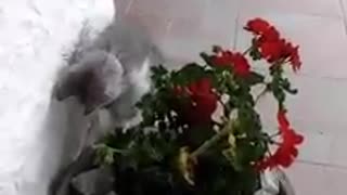 Kitten does not like flowers