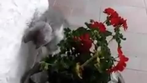Kitten does not like flowers