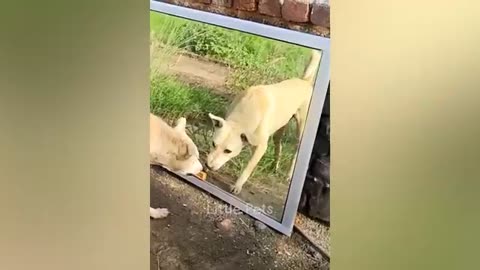 Animaux les plus drôles 😹 Nouvelles vidéos drôles de chats et de chiens 🐶