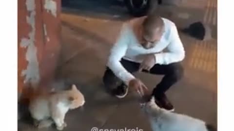 The interceding of a Turkish citizen to solve the problem and fight of two cats in the street