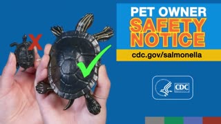 Pet Owner Safety Notice: Small Turtles and Salmonella Outbreaks