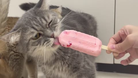 What happens when you give your cats ice cream