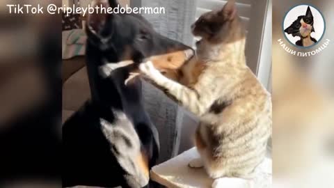 funny dogs how they want to play. video compilation is a pleasure