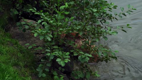 Brown Bear Nature