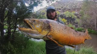 The biggest fish I've seen (state record Tiger trout