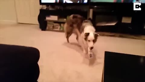 Best dog training
