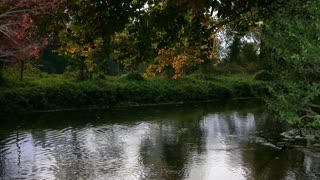 Relax Library: Video 45.Slow moving river through forest. Relaxing videos and sounds