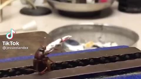 A ROACH SMOKING A ROACH