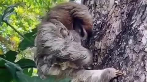 Sloth Lucu Imut || Anak Sloth Ketinggalan #animals || Kungkang Hewan Lambat Di Dunia
