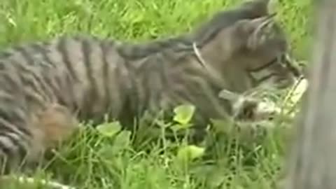 Cat cleans itself in backyard