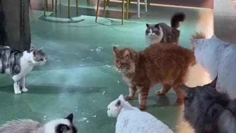 Cat fights cat video funny