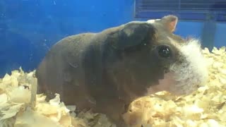 Skinny guinea pig wiggles its ears, seems to be communicating... [Nature & Animals]