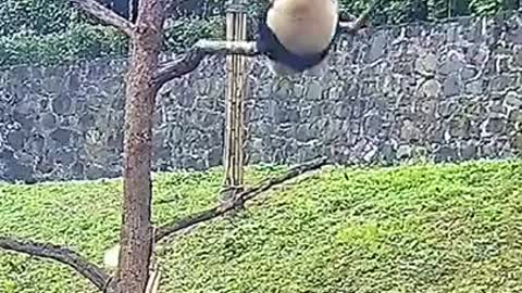 Funny Panda 🐼🐼🐼