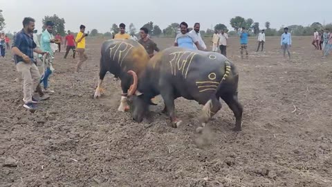 Battle of the Titans: Epic Buffalo Showdown