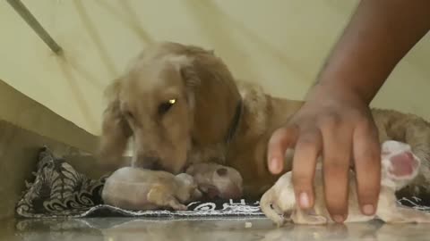 Free Dog Adoption Golden retriever puppies Booking open #day1