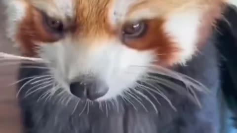 Red panda stands to eat an orange