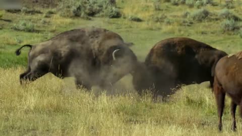 bison fight