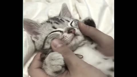 Cute kittens compilation to brighten your day :)