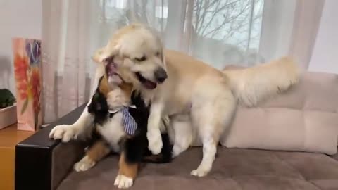 Golden Retriever Plays with Bernese Mountain Dog Puppy