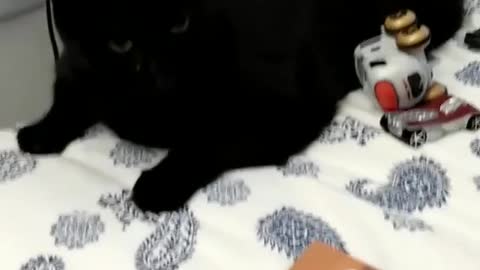 Cat fighting with toddler