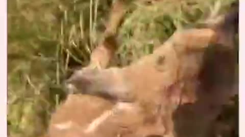 Dog Saved A Deer Paddling His Way Through Muddy Water