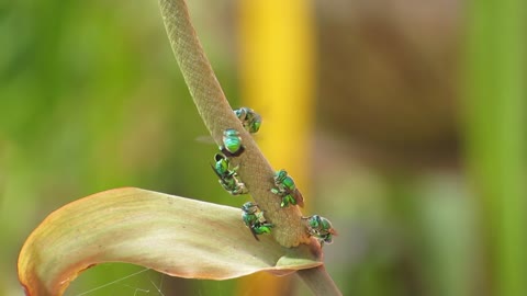 Have you seen green bees before?