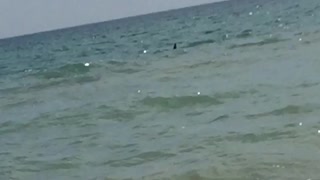 dolphins on the shore