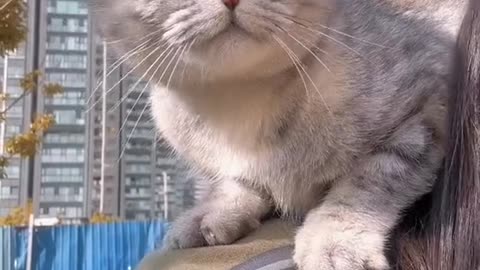 Cat TikTok video 🐈