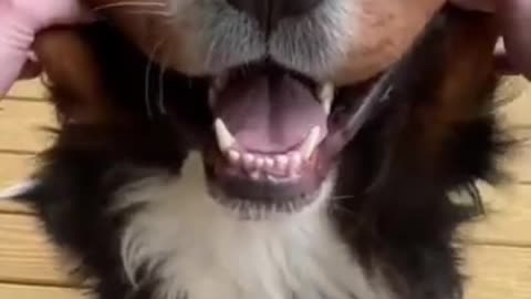 Videos of My Bernese Mountain Dog That Make Me Super Happy | Try Not to Smile 😁 #cutedog #dogvideo