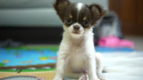 Little Chihuahua Looking At Camera