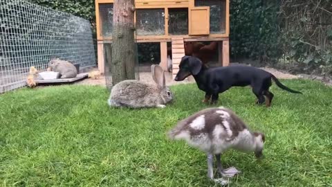 Easter Compilation Unlikely Animal Friends