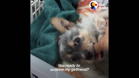 PUPPY SURPRISES: People Get the Most Amazing Surprise | The Dodo Best Of