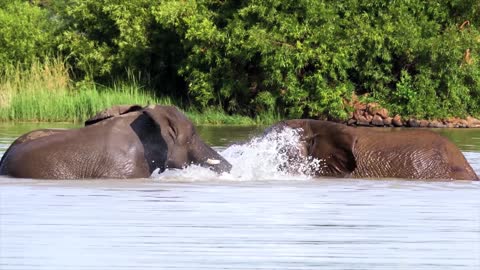Diving Swiming & more fun of Three Elephant