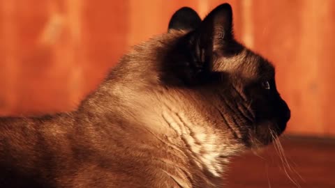 Top Ten Most Beautiful Cat Breeds in the World