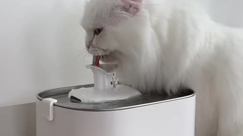 No more drinking from toilet 🐱🚽 @petlibro #petlibro #cat #cats #fountain