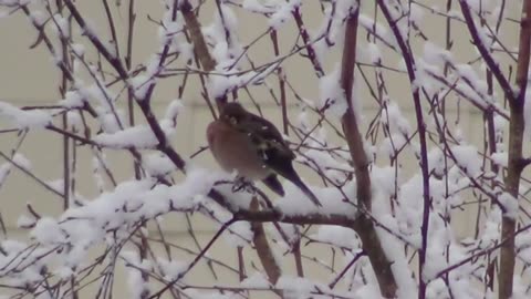 Things you should know about the Chaffinch!