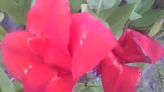 Linda flor cana índica no jardim do museu de ciências, maravilhosa! [Nature & Animals]
