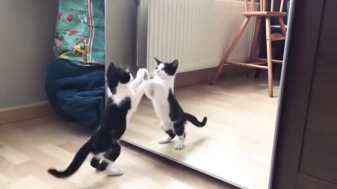 Funny Cat And mirror Video|Funny video|What's App Videos|30 Seconds Status Video|