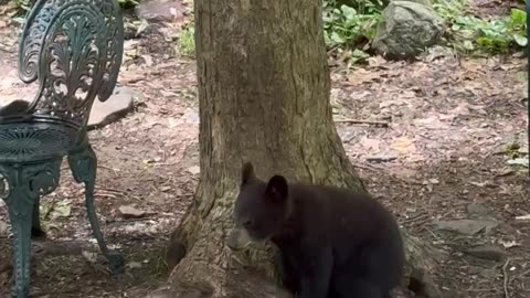 Playful Black Bear Cub Gets a Drink