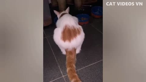 Hilarious cat compilation 2022