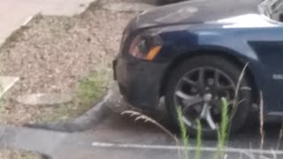 Gatlinburg Bear Walks Right Behind Woman