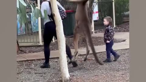 #Ozzy man Reviews #Tourist vs Kangaroo #foryou#viralvideo#trending#Australia 🇦🇺