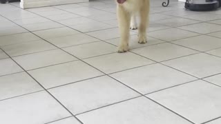 Playful Golden Retriever Pounces Like a Lion